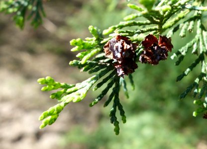 Chamaecyparis thyoides - Stanley M. Rowe Arboretum - DSC03447
