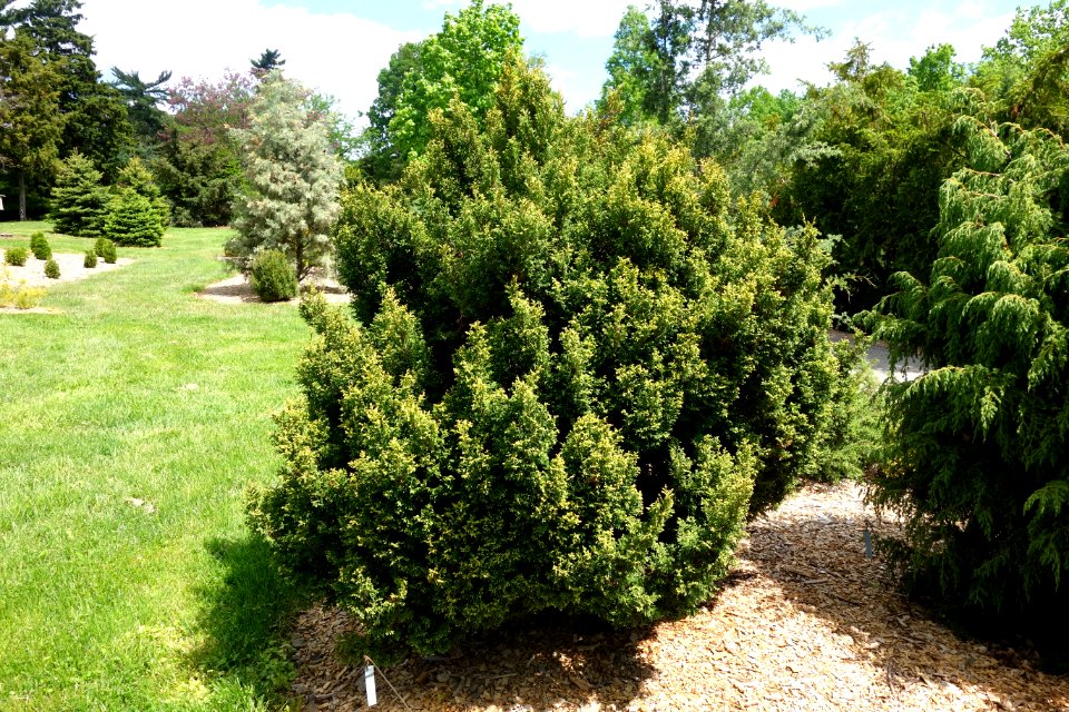 Chamaecyparis pisifera 'Plumosa juniperoides' - Stanley M. Rowe Arboretum - DSC03508