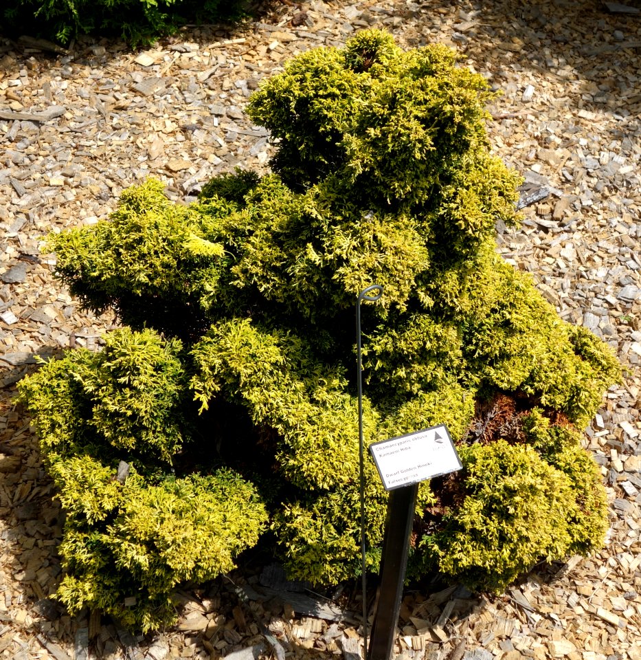 Chamaecyparis obtusa 'Kamaeni Hiba' - Stanley M. Rowe Arboretum - DSC03503