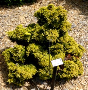 Chamaecyparis obtusa 'Kamaeni Hiba' - Stanley M. Rowe Arboretum - DSC03503