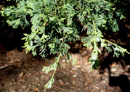 Chamaecyparis thyoides - Stanley M. Rowe Arboretum - DSC03446