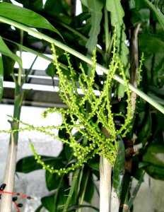 Chamaedorea pochutlensis (Chamaedorea karwinskyana) - Botanischer Garten - Heidelberg, Germany - DSC01108