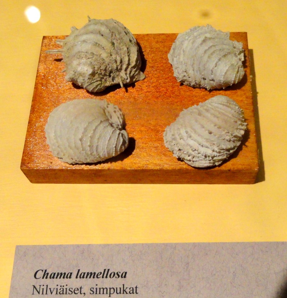 Chama lamellosa - Fossils in the Arppeanum - DSC05537