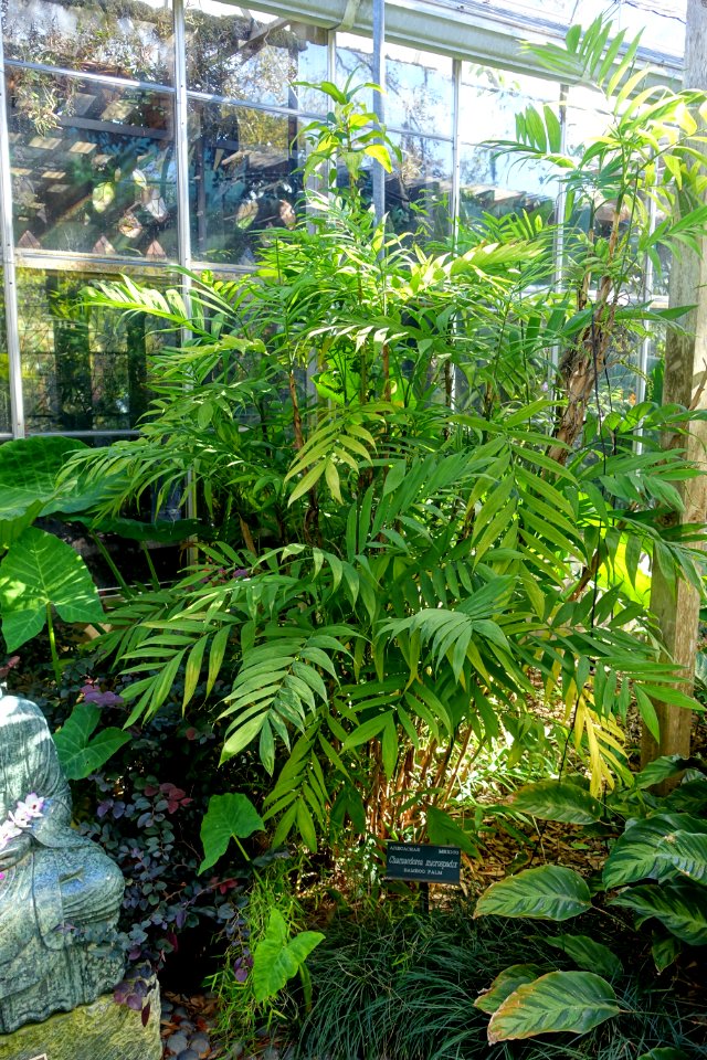 Chamaedorea microspadix - Marie Selby Botanical Gardens - Sarasota, Florida - DSC01105