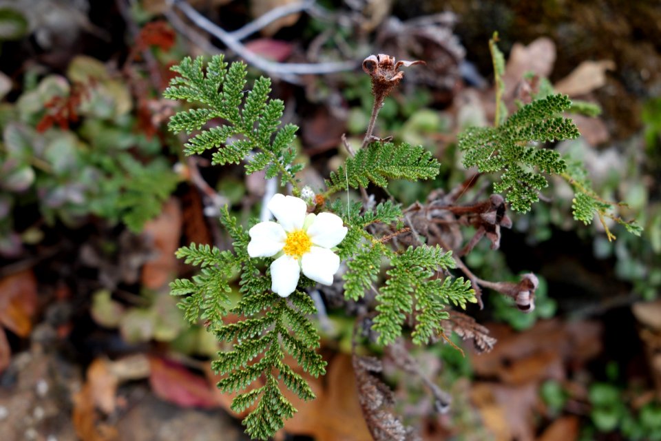 Chamaebatia foliolosa - Regional Parks Botanic Garden, Berkeley, CA - DSC04282