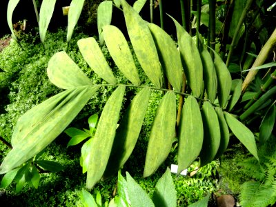 Chamaedorea microspadix - Palmengarten Frankfurt - DSC01871