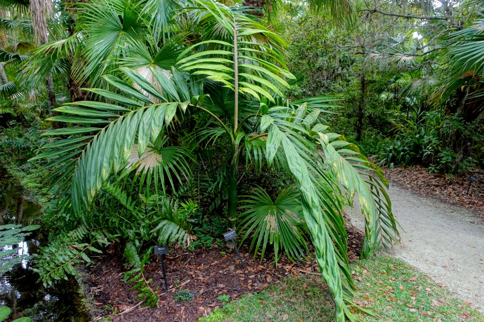 Chambeyronia macrocarpa - McKee Botanical Garden - Vero Beach, Florida - DSC03021