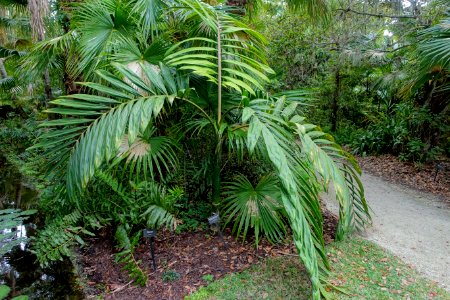 Chambeyronia macrocarpa - McKee Botanical Garden - Vero Beach, Florida - DSC03021