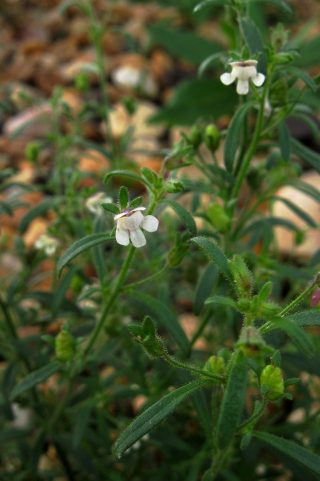 Chaenorhinum minus, 2020-06-20, West Mifflin, 01