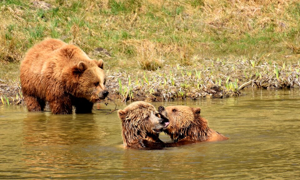 Wild animal bear dangerous