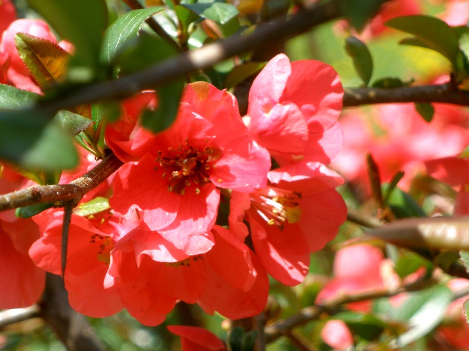 Chaenomeles Apriltsi