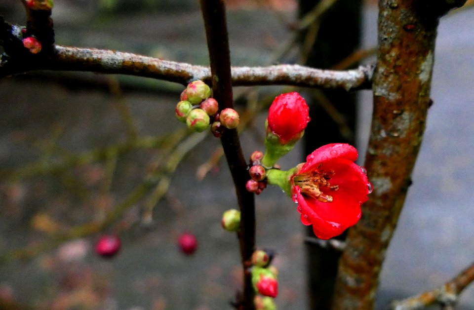 Chaenomeles japonica, Blüte und Knospen