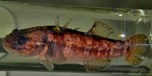 Chaenogobius annularis