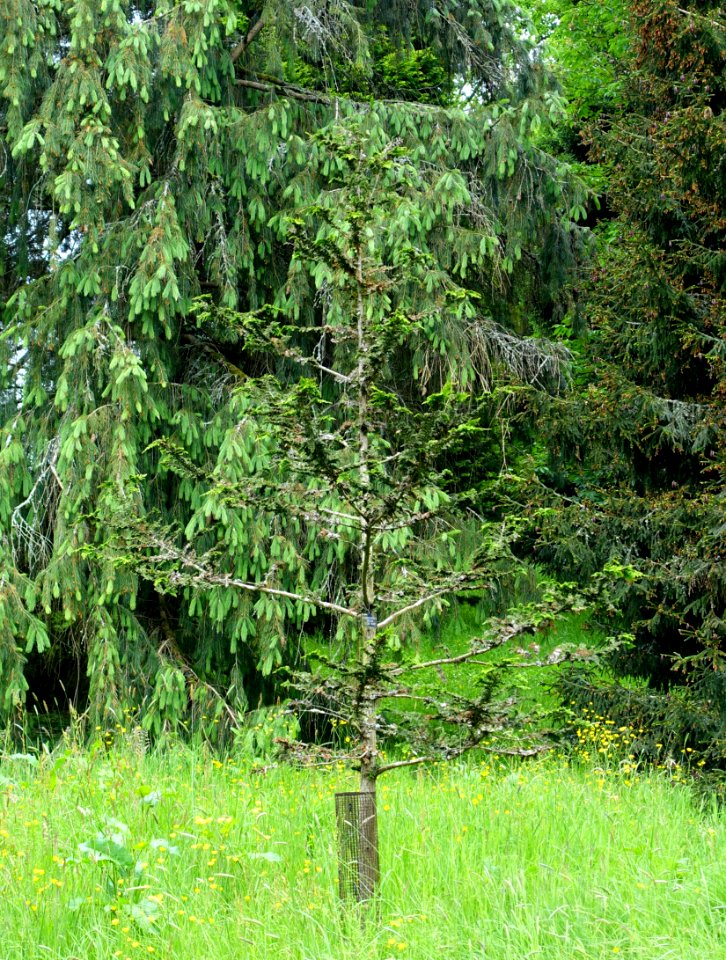 Chamaecyparis obtusa 'Teddy Bear' - Hillier Gardens - Romsey, Hampshire, England - DSC04400