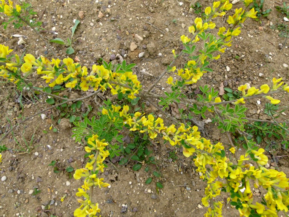 Chamaecytisus hirsutus