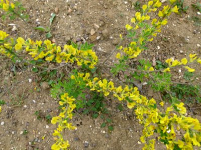 Chamaecytisus hirsutus