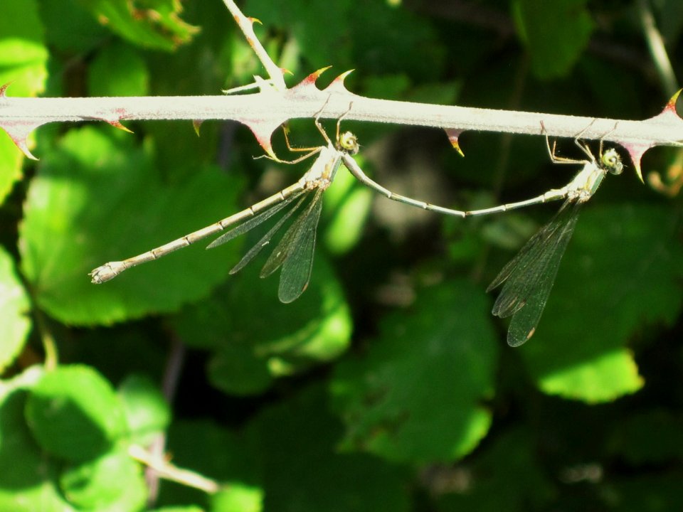 Chalcolestes viridis (Lestes viridis) (Willow Emerald Damselfly), Skala Kalloni, Lesbos, Greece