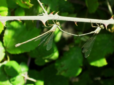 Chalcolestes viridis (Lestes viridis) (Willow Emerald Damselfly), Skala Kalloni, Lesbos, Greece photo