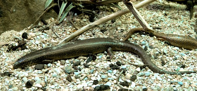 Chalcides ocellatus MNHN