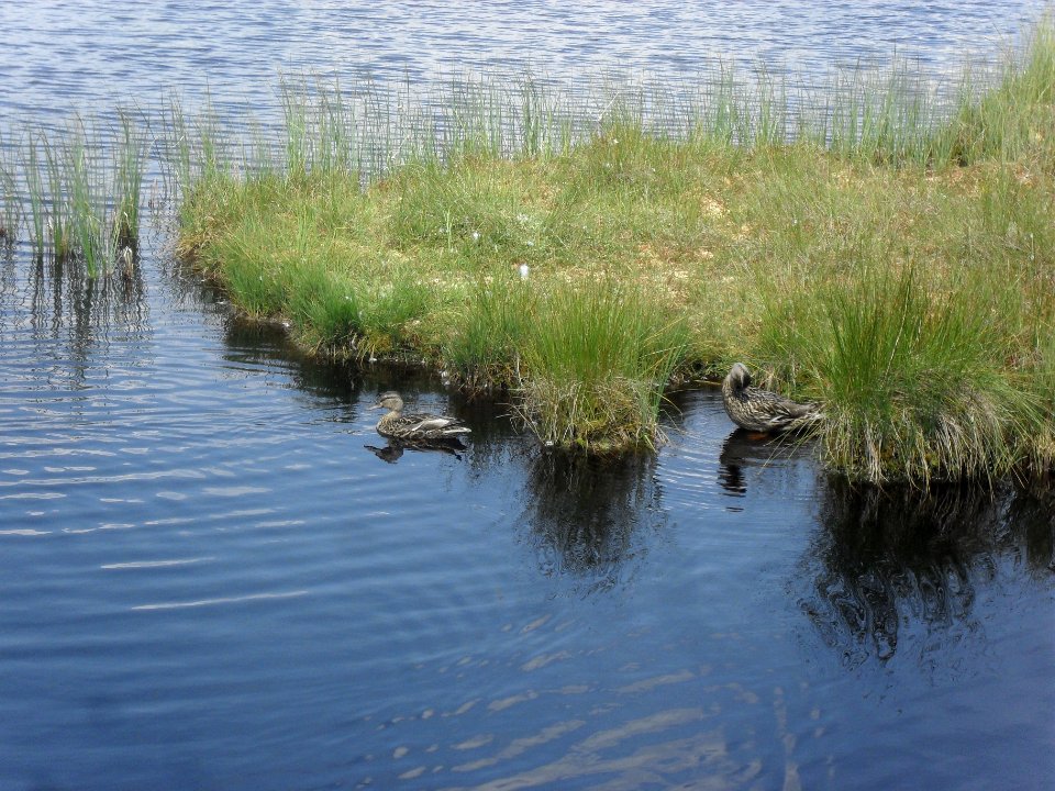 Chalupská slať 38