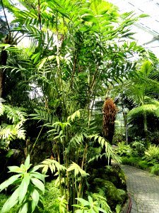 Chamaedorea microspadix - Palmengarten Frankfurt - DSC01870