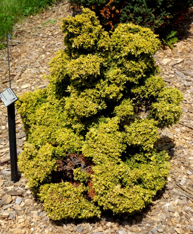 Chamaecyparis obtusa 'Kamaeni Hiba' - Stanley M. Rowe Arboretum - DSC03505