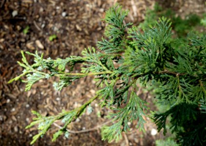 Chamaecyparis thyoides - Stanley M. Rowe Arboretum - DSC03449