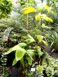 Chamaedorea stolonifera - Palmengarten Frankfurt - DSC01865