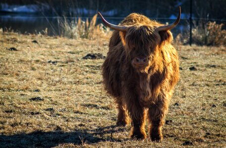 Beef cows graze