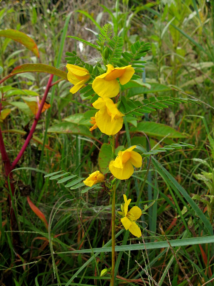 Chamaecrista fasciculata, 2015-09-19, Schenley Park, 04