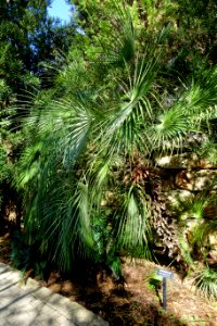 Chamaerops humilis - Zilker Botanical Garden - Austin, Texas - DSC08886