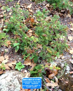 Chamaebatia foliolosa - Regional Parks Botanic Garden, Berkeley, CA - DSC04280