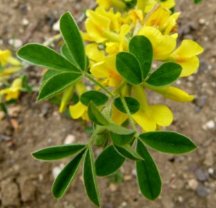 Chamaecytisus hirsutus - close up