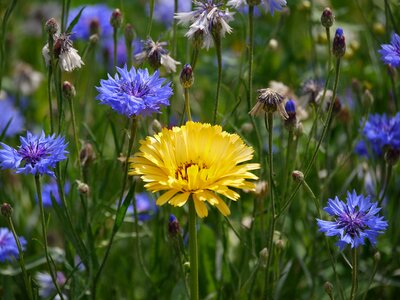 Flower meadow meadow flower photo