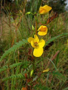 Chamaecrista fasciculata, 2015-09-19, Schenley Park, 01