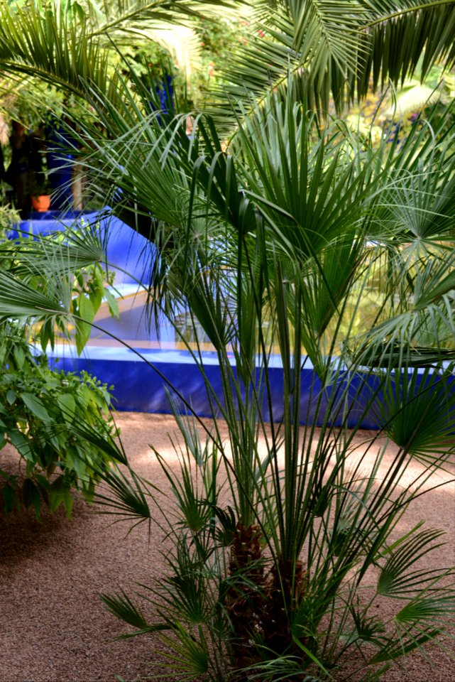 Chamaerops humilis (jardin Majorelle)