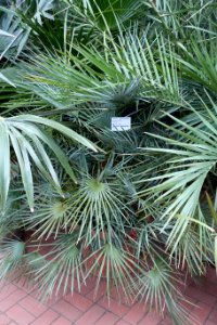 Chamaerops humilis - Flora park - Cologne, Germany - DSC00597