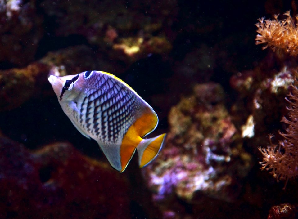 Chaetodon xanthurus Aquarium tropical du Palais de la Porte Dorée 10 04 2016