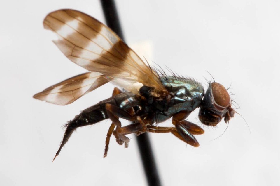 Chaetopsis massyla, side