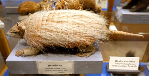 Chaetophractus vellerosus - Swedish Museum of Natural History - Stockholm, Sweden - DSC00653