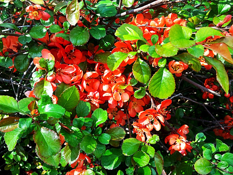 Chaenomeles japonica CC0 1.0