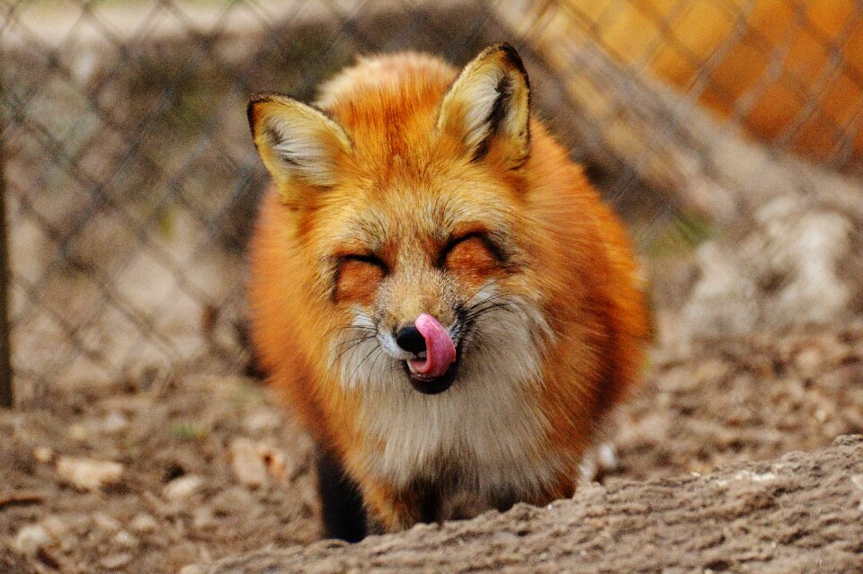 Nature animal world animal portrait