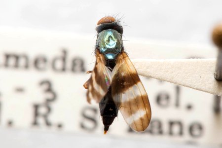 Chaetopsis massyla, dorsal