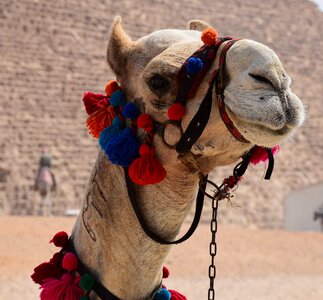 Decorated egypt animal