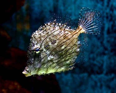 Chaetodermis penicilligerus Aquarium Liège 30012016 1