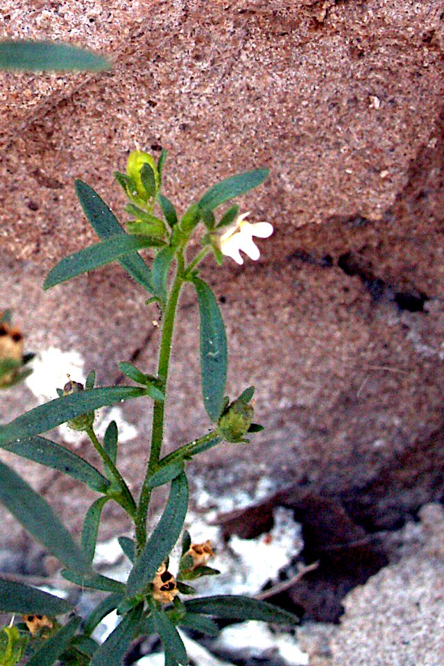 Chaenorhinum minus 2019-07-27 South Side 02