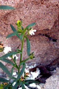 Chaenorhinum minus 2019-07-27 South Side 02