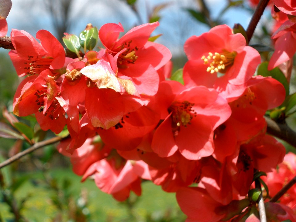 Chaenomeles Apriltsi 2