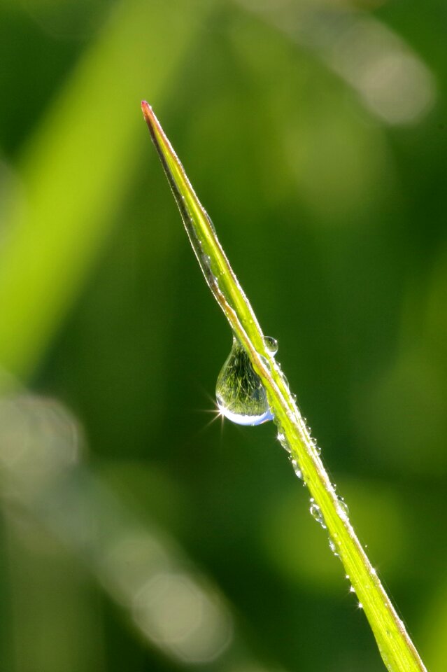 Green macro wet