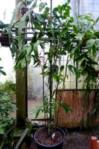 Chamaedorea pochutlensis (Chamaedorea karwinskyana) - Botanischer Garten - Heidelberg, Germany - DSC01106